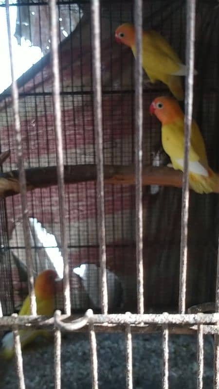 cremino lovebird forsale 3