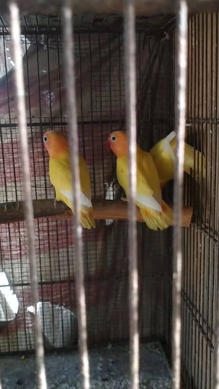 cremino lovebird forsale 4