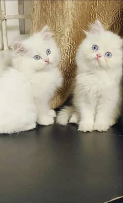 Persian kittens triple coat pair for sale contact whatsap03046501951