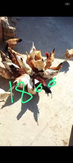 *Aseel hens | eggs laying hens* | Aseel murghi | murghy | مرغے