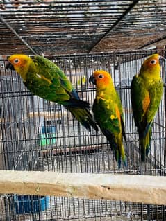 Sun Conure 3 piece 7-8 months without DNA