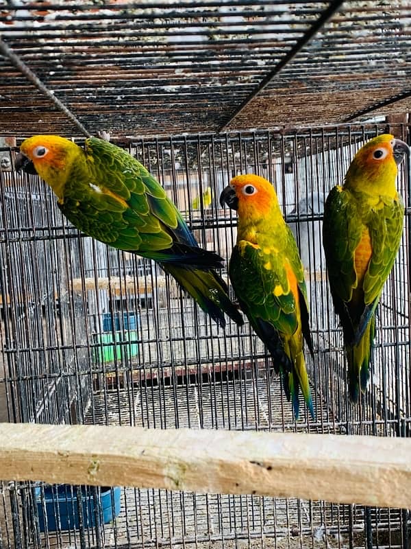 Sun Conure 3 piece 7-8 months without DNA 0