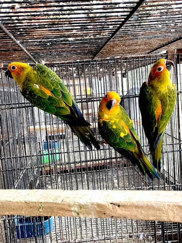 Sun Conure 3 piece 7-8 months without DNA 1