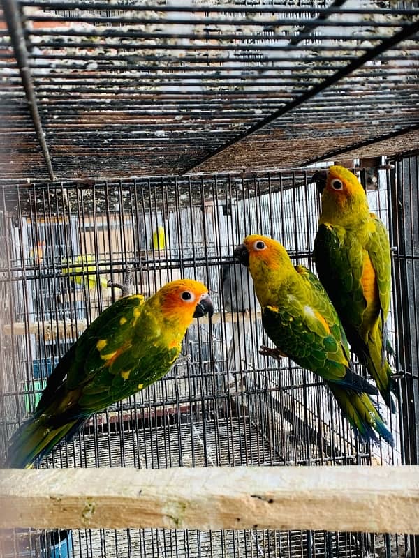 Sun Conure 3 piece 7-8 months without DNA 3