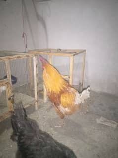 Hens Golden buff/whatsupp/03053991673