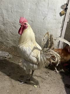 2 rostar hens for sale ghr k paly hovy