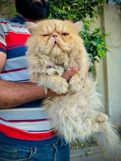 03095561812piki face Male Cat Available For StUd service