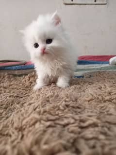 Persian kittens /long coat kittens/baby cat/black kitten/white kittens