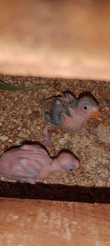 ringneck home Breed 3