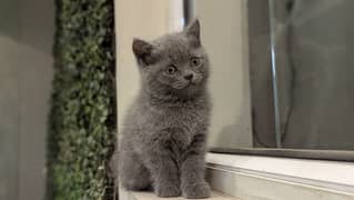 British Shorthair Female kitten