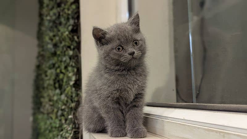 British Shorthair Female kitten 0