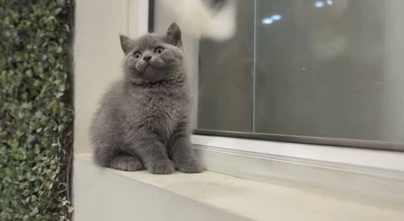 British Shorthair Female kitten 1