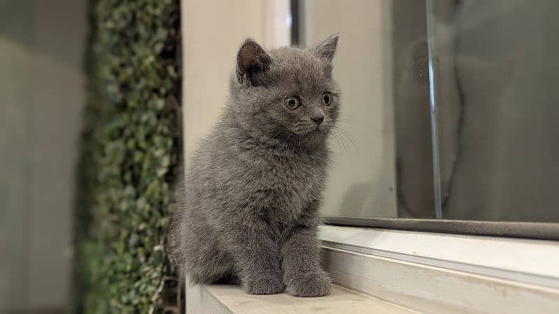 British Shorthair Female kitten 2