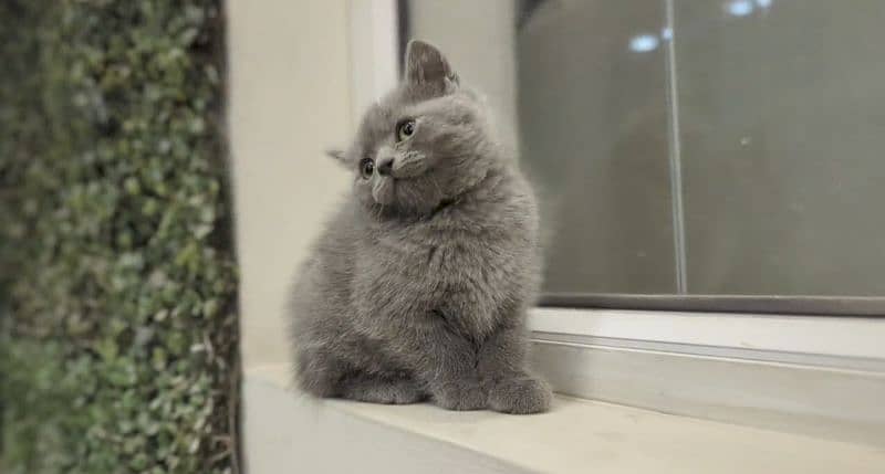 British Shorthair Female kitten 3