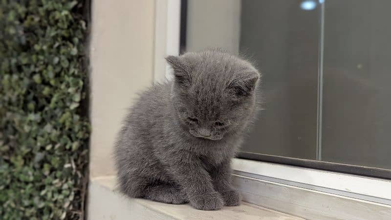 British Shorthair Female kitten 4