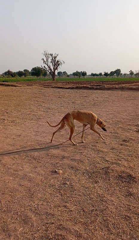 greyhound Tazi female 1