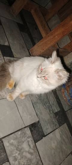 triple code Persian female cat