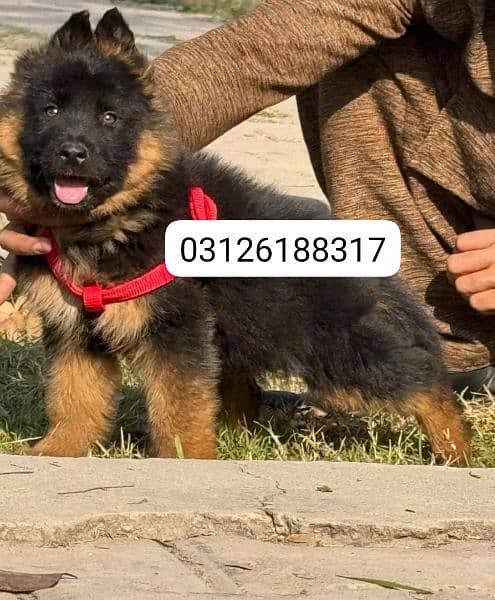 Garman shepherd puppies for sale 03126188317call wahtasp 0