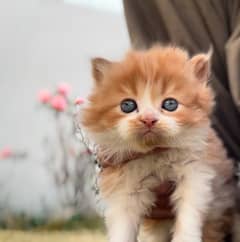 Kitten