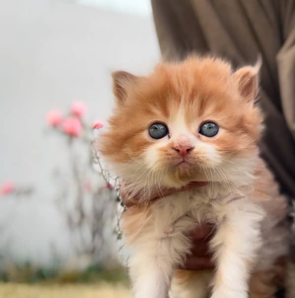 Kitten Persian 0