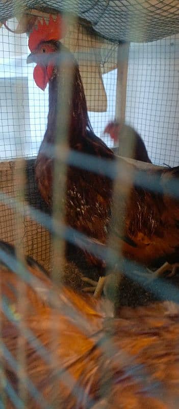 RIR egg starter hen 1 male 2 females 6