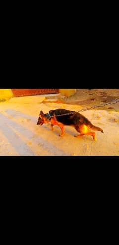 German shepherd for sale in Islamabad