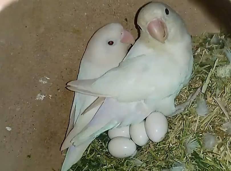 albino black eye breeder pair 0