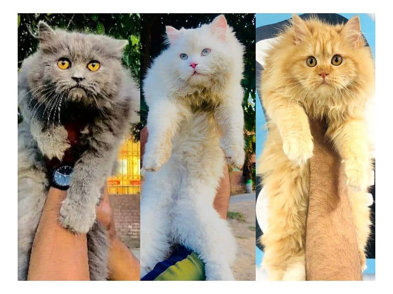 Persian hamalian british punch face piki face cat's and kitten's 0