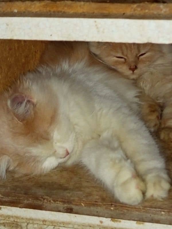 Persian cats pair 4 months age 0