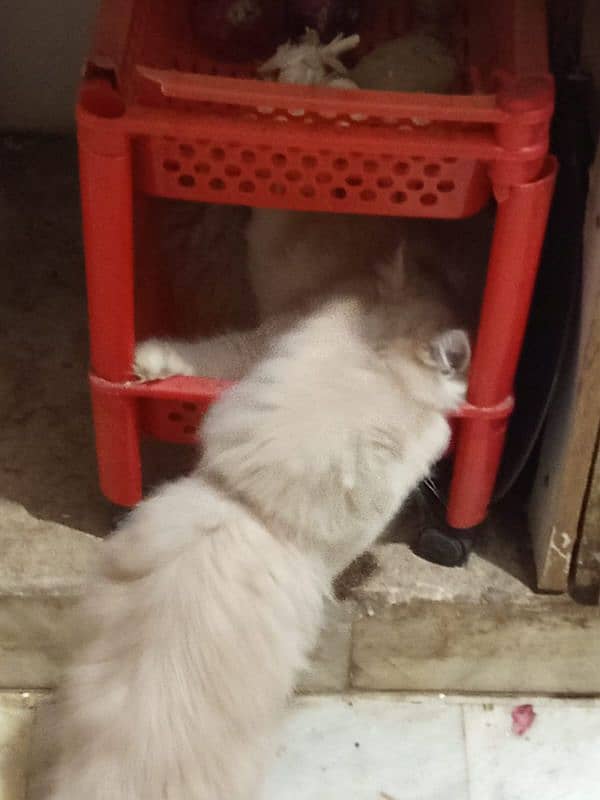 Persian cats pair 4 months age 2