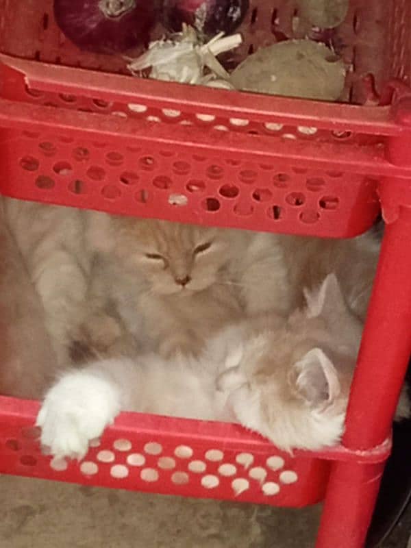 Persian cats pair 4 months age 3