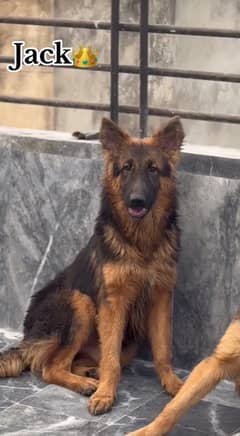 Gsd long coat pedigree pair available for new home female near to heat