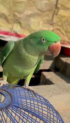 Kashmiri parrot