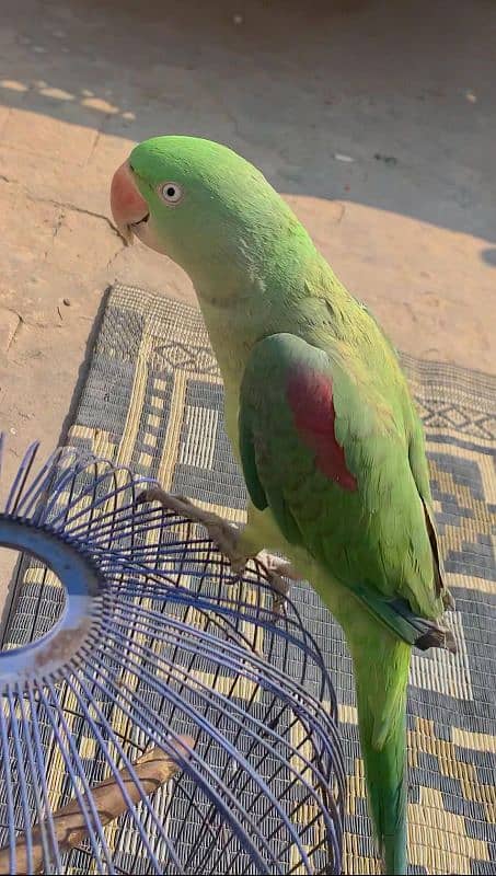 Kashmiri parrot 3