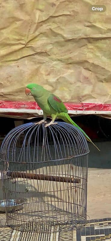 Kashmiri parrot 4