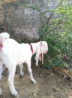 gulabi Bakri full white