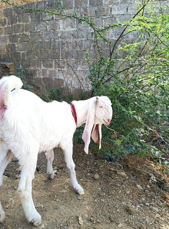 gulabi Bakri full white 0