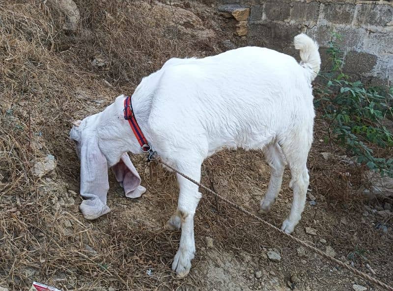 gulabi Bakri full white 3