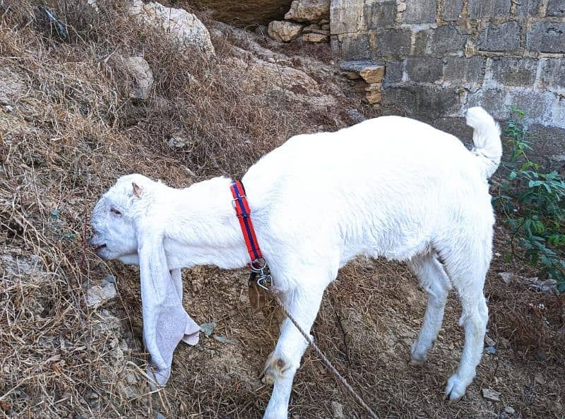 gulabi Bakri full white 4