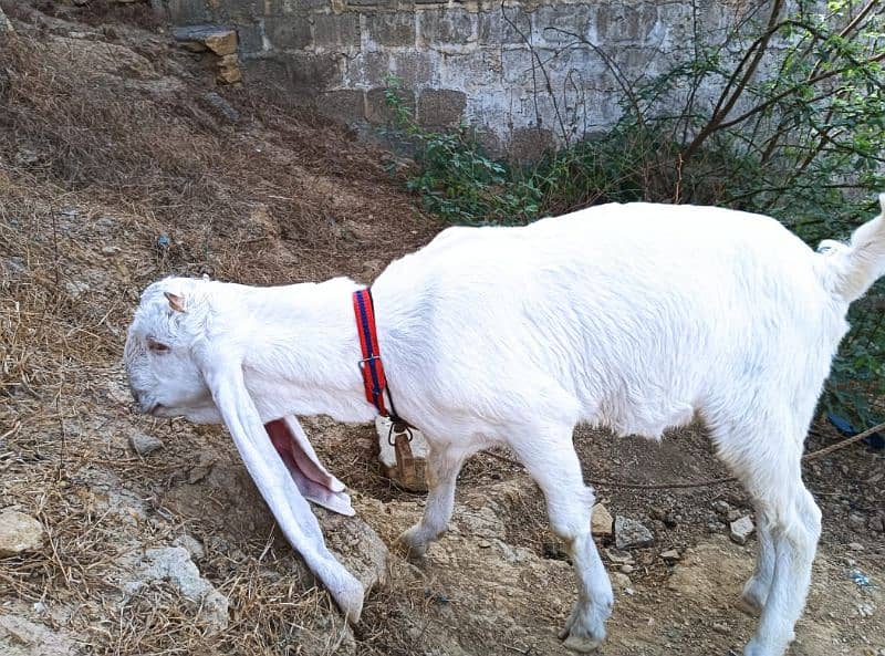 gulabi Bakri full white 5