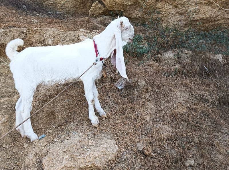 gulabi Bakri full white 7