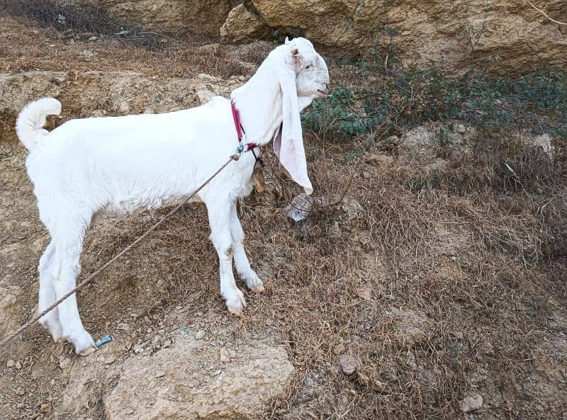 gulabi Bakri full white 8