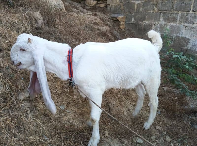 gulabi Bakri full white 9