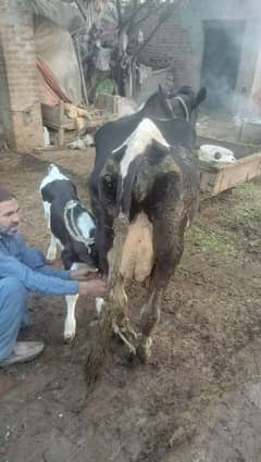 Fresion Cross Cow For Sale/ walati Black Cow