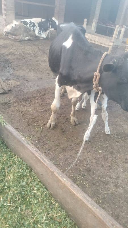 Fresion Cross Cow For Sale/ walati Black Cow 1