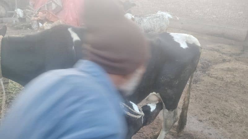 Fresion Cross Cow For Sale/ walati Black Cow 2