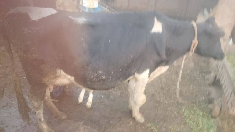 Fresion Cross Cow For Sale/ walati Black Cow 4