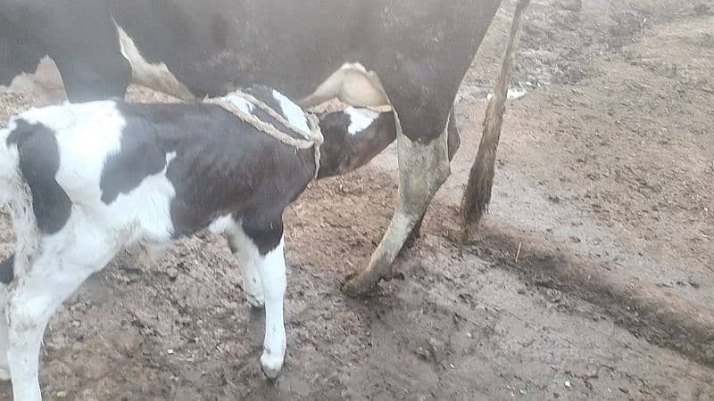 Fresion Cross Cow For Sale/ walati Black Cow 5