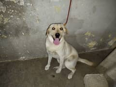 Labrador Female