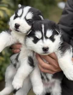 Siberian husky puppies for sale in urgent